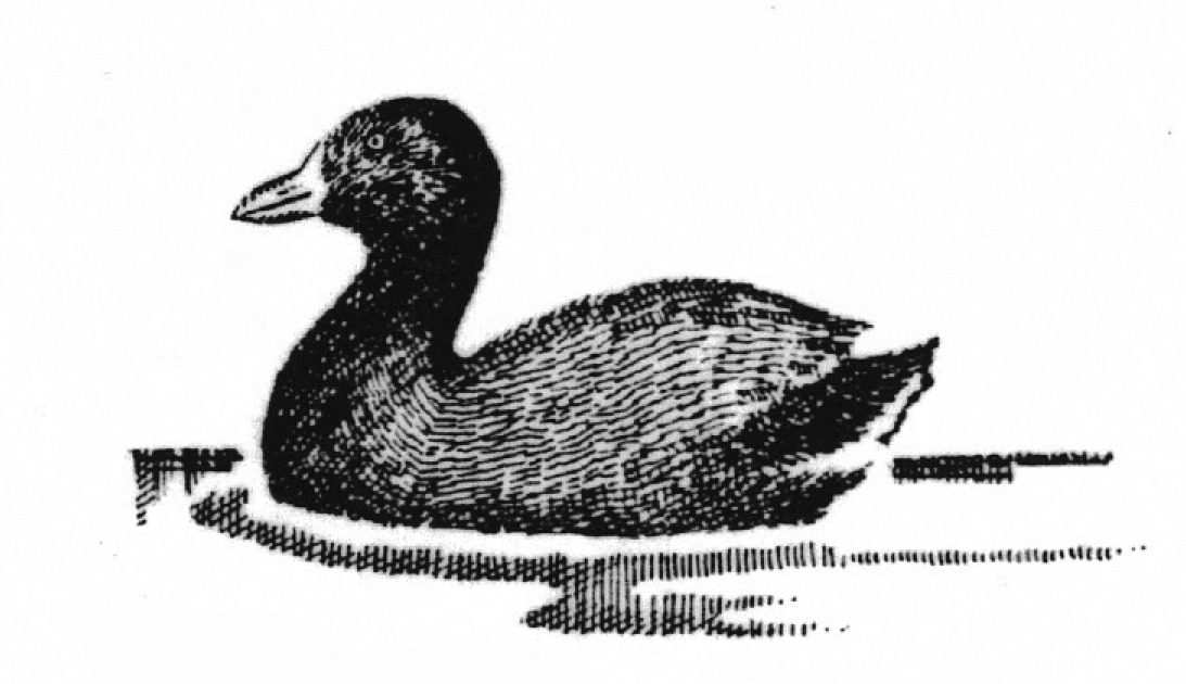 Une poule d’eau